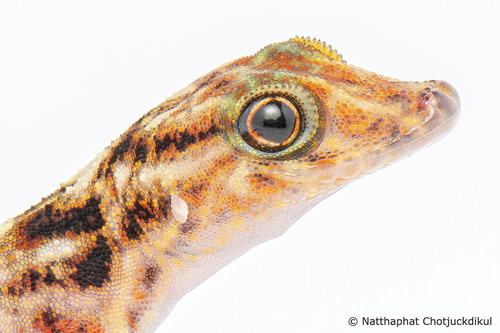 Gecko de Kumpol — 3