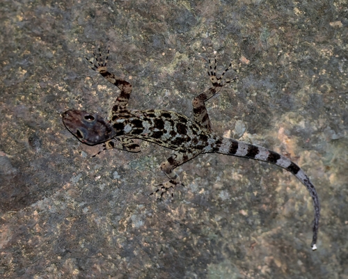 Gecko de Kumpol — 5