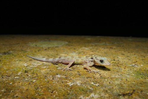 Gecko de Kumpol — 7