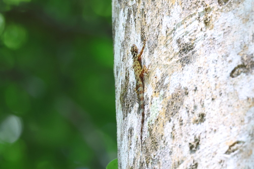 Gecko de Kumpol — 10