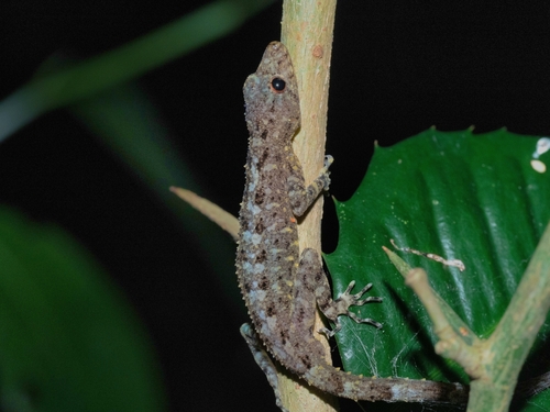 Gecko de roche siamois — 2