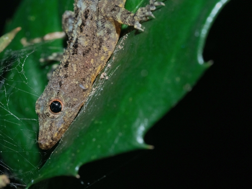 Gecko de roche siamois — 3