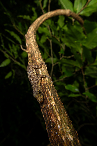 Gecko de roche siamois — 7