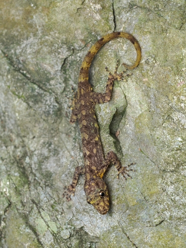 Gecko de roche siamois — 9