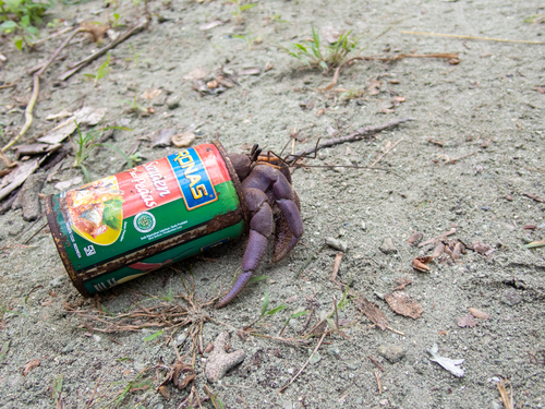 Indonesian Land Hermit Crab — 2