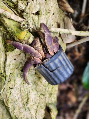 Indonesian Land Hermit Crab — 9