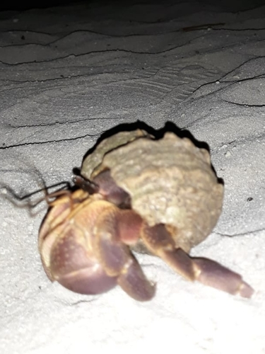 Strawberry Hermit Crab — 3