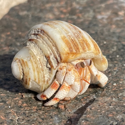 Strawberry Hermit Crab — 5