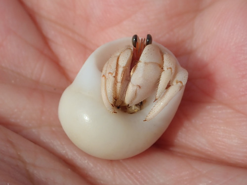 Tawny Hermit Crab — 2
