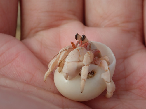 Tawny Hermit Crab — 3