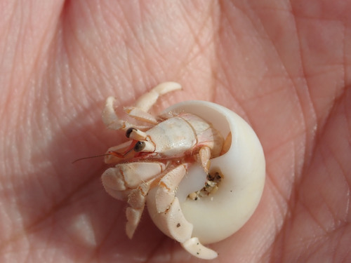 Tawny Hermit Crab — 5