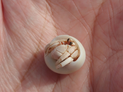 Tawny Hermit Crab — 7