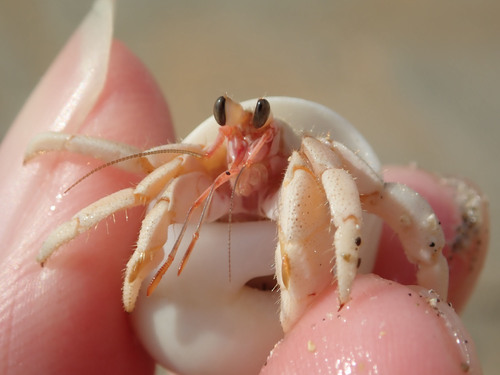 Tawny Hermit Crab — 10