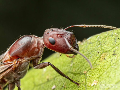 Exploding Ant — 1