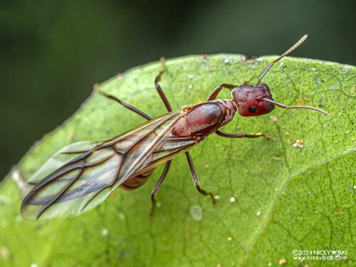 Exploding Ant — 3