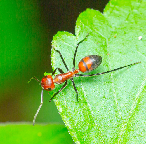 Exploding Ant — 4