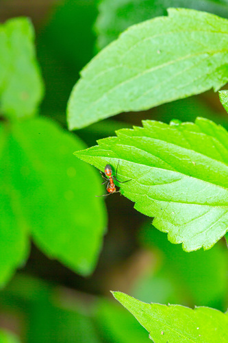 Exploding Ant — 5