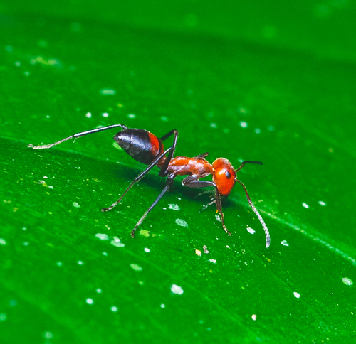 Exploding Ant — 8