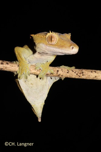 Crested Gecko — 1