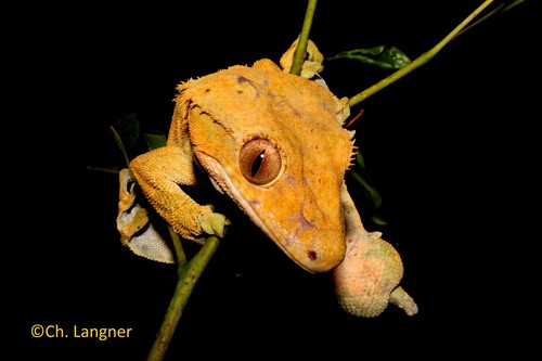 Crested Gecko — 2