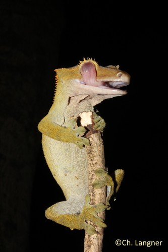 Crested Gecko — 3