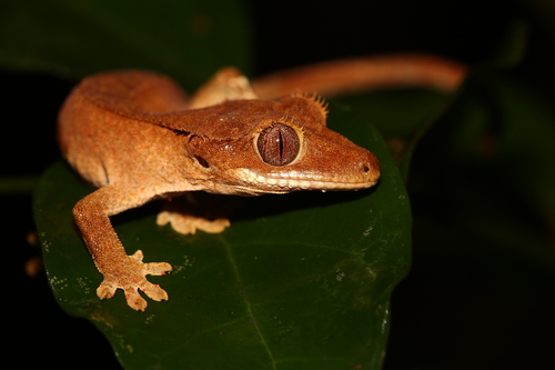 Crested Gecko — 4