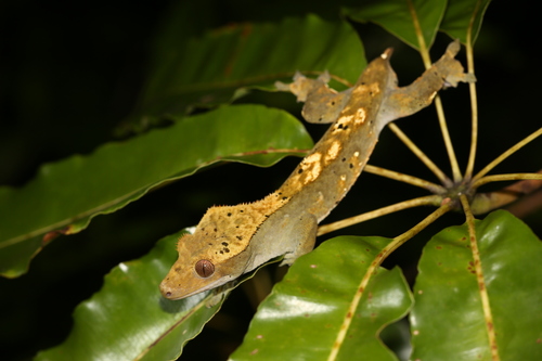 Crested Gecko — 7