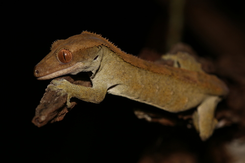 Crested Gecko — 8