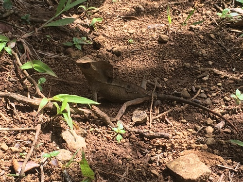 Helmeted Iguana — 3