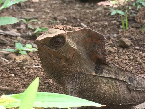 Helmeted Iguana — 4