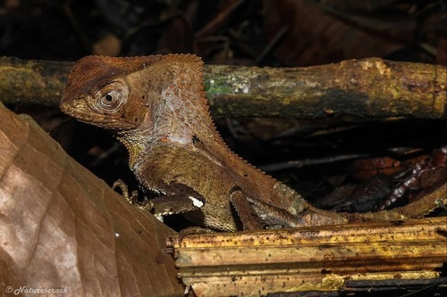 Helmeted Iguana — 6