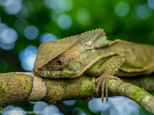 Helmeted Iguana — 8