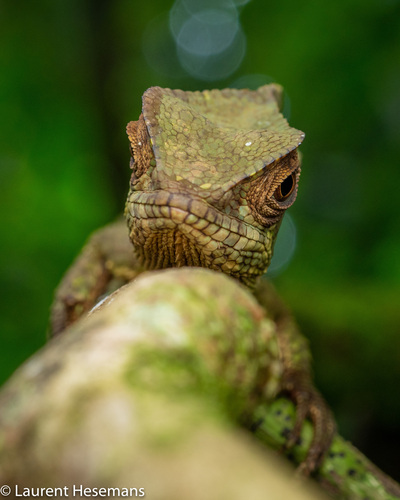 Helmeted Iguana — 10