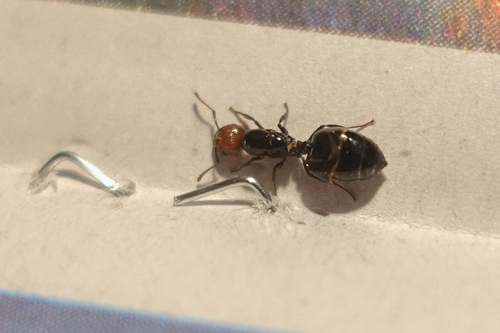 Mediterranean Acrobat Ant — 4