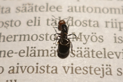 Mediterranean Acrobat Ant — 5
