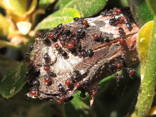 Mediterranean Acrobat Ant — 8