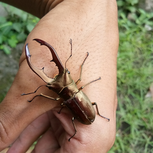Metallic Stag Beetle — 4