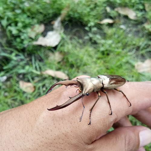 Metallic Stag Beetle — 5