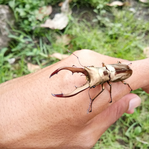 Metallic Stag Beetle — 6