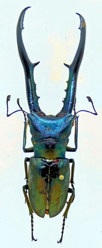 Metallic Stag Beetle — 9