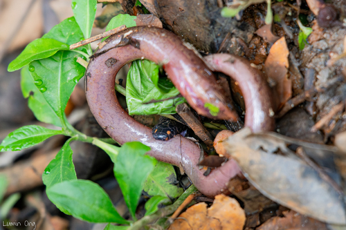 Pipe Snake à queue rouge — 2