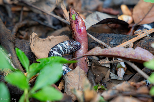 Pipe Snake à queue rouge — 3