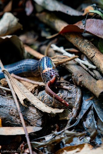 Pipe Snake à queue rouge — 4