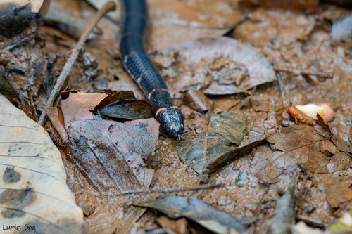 Pipe Snake à queue rouge — 7