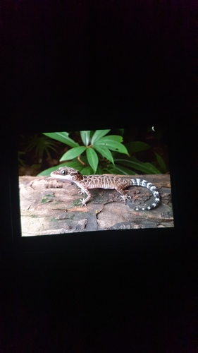 Gecko digit-courbé Pegu — 6