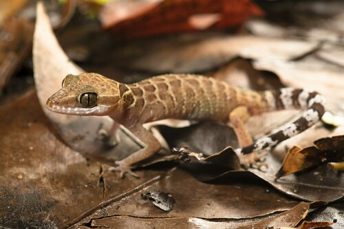 Gecko digit-courbé Pegu — 10