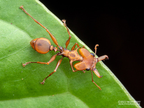 Big-Eyed Arboreal Ant — 1