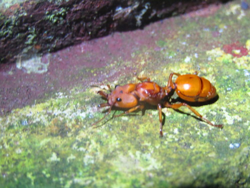 Big-Eyed Arboreal Ant — 3