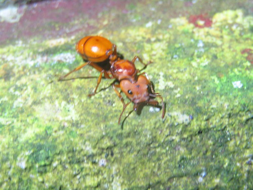 Big-Eyed Arboreal Ant — 5