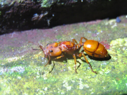 Big-Eyed Arboreal Ant — 7